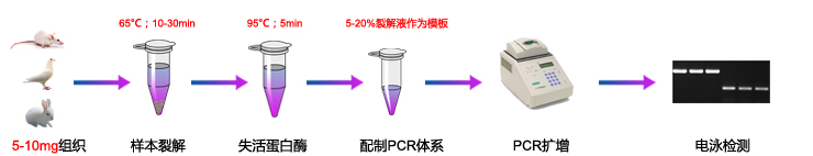 動物組織直接PCR流程圖